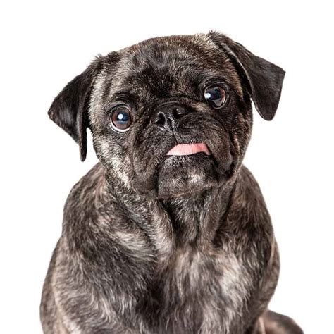 Pug Pregnancy Gestation Period Weekly Milestones And Care Guide Az