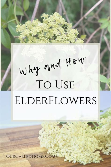 Why And How To Use Elderflowers No Salt Recipes Herbalism Elderflower