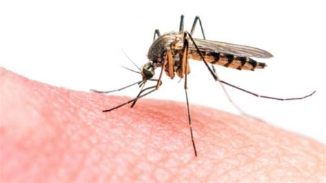 Jenis Nyamuk Dan Bahayanya Beserta Gambarnya Ilmu