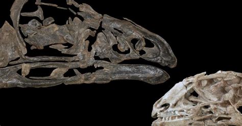Wonderchicken Oldest Fossil Of Modern Bird Discovered