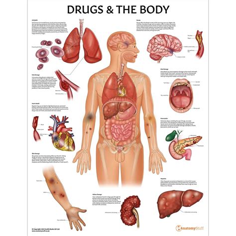 Drugs And The Body Poster Drug Education Addiction Aware