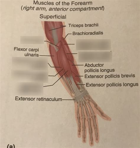 Superficial Muscles Of The Posterior Forearm Diagram Quizlet