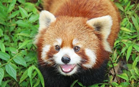 The Red Pandas In China Where Red Pandas Live