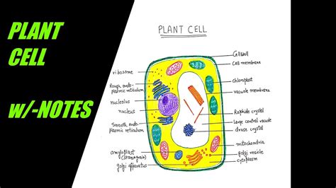 How To Draw A Plant Cell Step By Step Plant Cell Drawing Easy Plant