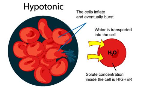 Check spelling or type a new query. 19.Hypotonic solution - Talbaneses1st2013