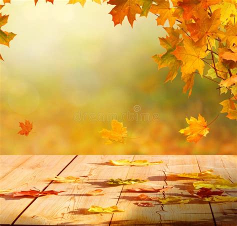 Autumn Maple Leaves On Wooden Tablefalling Leaves Natural Back Stock