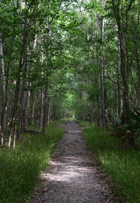 Path Through The Woods In Barataria Preserve Stock Image Image Of