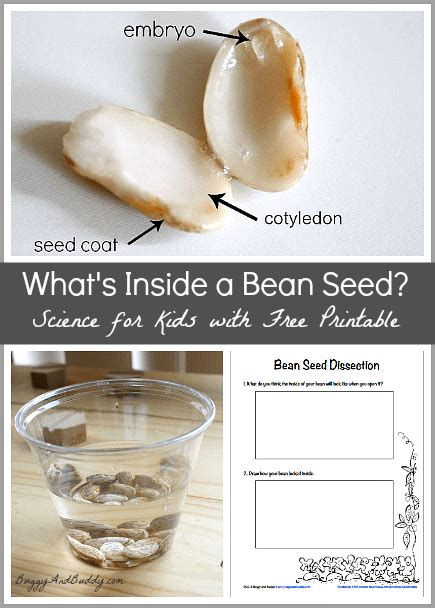 Simple Bean Seed Diagram Data Diagram Medis
