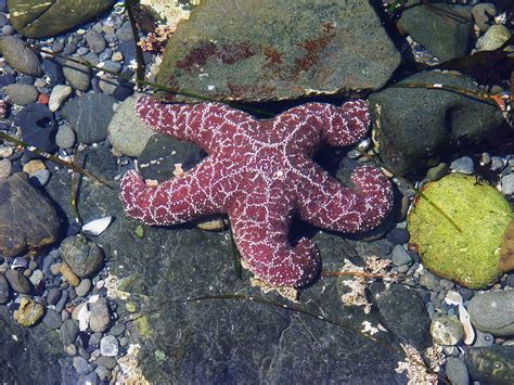 Sea Star Tide Pool At Shelter Cove California Usa Flickr