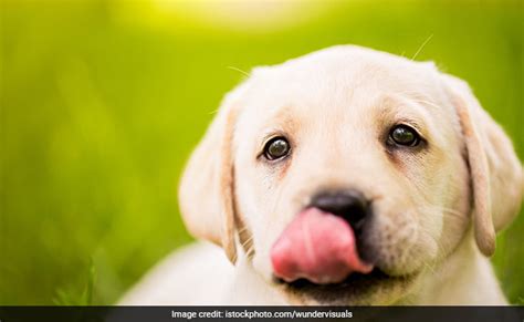 Dogs Lick Their Mouths To Communicate With Angry Humans