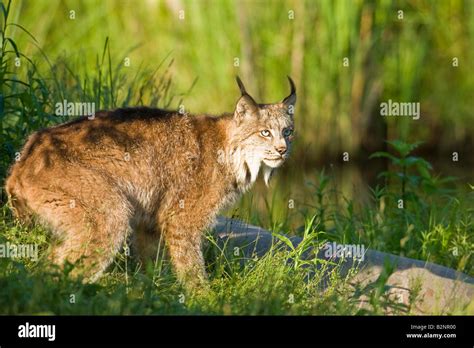 Lynx Lynx Canadensis Stock Photo Alamy
