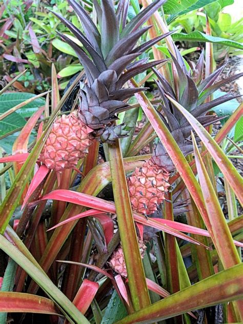 The Other Pineapple The Ornamental Pineapple A Landscape Jewel