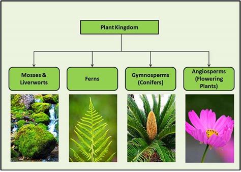 Classification Of Plants 4 Major Types Of Plants