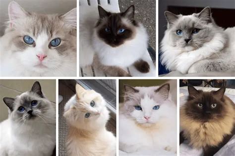 7 Ragdoll Cat Types Explained Complete Color And Pattern Guide