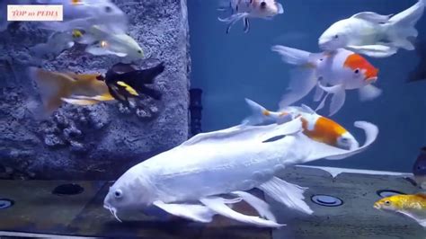 Ikan Koi Jenis Kumpai Slayer Cocok Untuk Aquarium Youtube