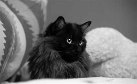 22 Black Fluffy Cats Breeds List Of Beautiful Black Cat Breeds My