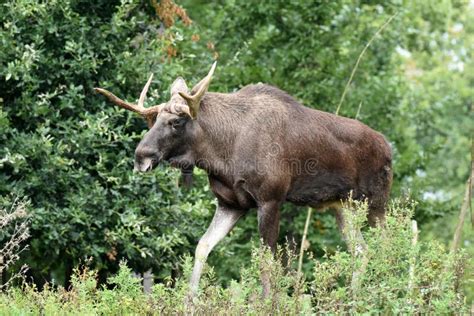 Mature Reindeer In The Wild Stock Photo Image Of Horns Freedom