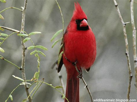 Cardinal The Beautiful Red Birds Of America The Wildlife