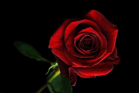 Pin By Natashia Henrickson On Roses And Gothic Roses Red Roses Rose