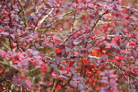 9 Ornamental Trees And Shrubs With Purple Leaves