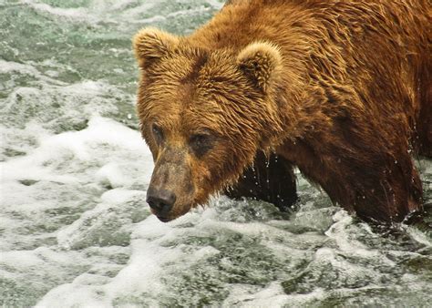 Bear Watching In Alaska Audley Travel Uk