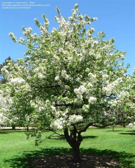 Plantfiles Pictures Flowering Crabapple White Angel 1 By Rebecca101