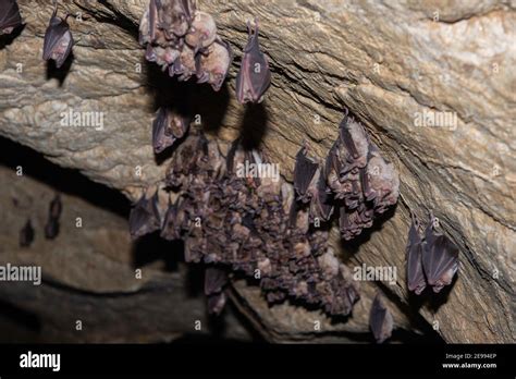 Groups Of Sleeping Bats In Cave Lesser Mouse Eared Bat Myotis