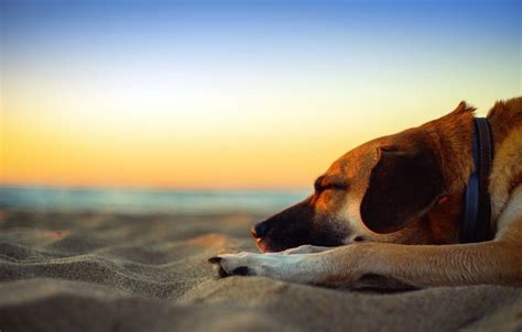 Dog Beach Sunset Wallpapers Top Free Dog Beach Sunset Backgrounds