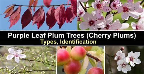 Purple Leaf Plum Trees Types Flowers Leaves Pictures Identification
