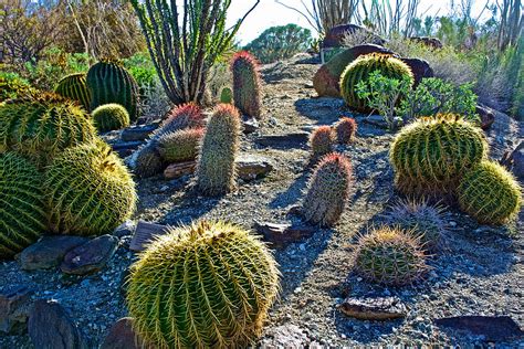 Variety Of Desert Plants In Living Desert Zoo And Gardens In Palm