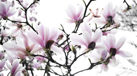 Light Pink Flower In The Spring Hd Magnolia Wallpapers