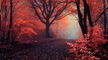 Mystic Forest Backgrounds Wallpapers Kolpaper Awesome