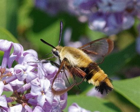 Snowberry Clearwing Moth Hemaris Diffinis © Bruce Bolin K5 Flickr