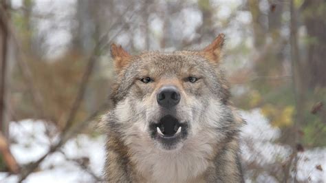 Mexican Gray Wolf Magdalena Howls Youtube
