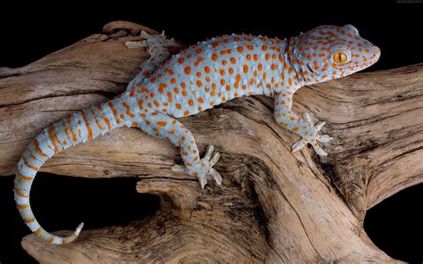 Gecko 4k Wallpapers Top Free Gecko 4k Backgrounds Wallpaperaccess