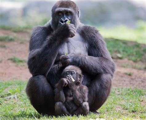 Gorilla Mother Child Baby Young Sitting Thoughtful Thinking Zoo