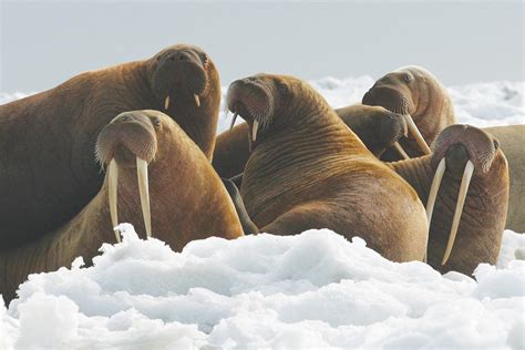 Top 136 Walrus Animal Photos