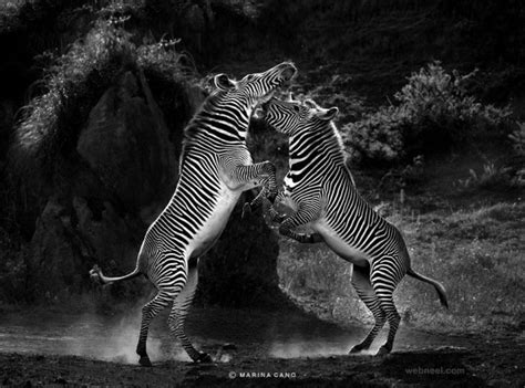 Best Wildlife Photography 25