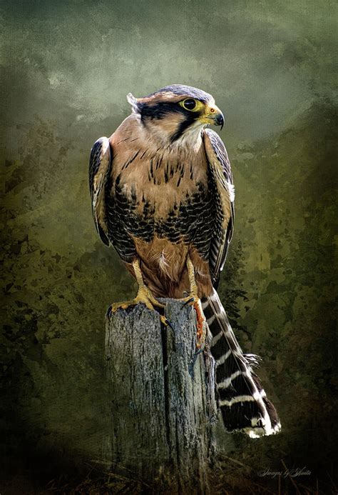 Peregrine Falcon Beauty Digital Art By Anita Hubbard Fine Art America