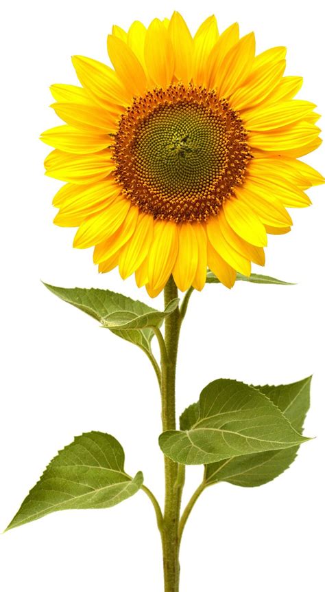 Pin By Ellen Smith On Ref Flowers Sunflower Pictures Sunflower