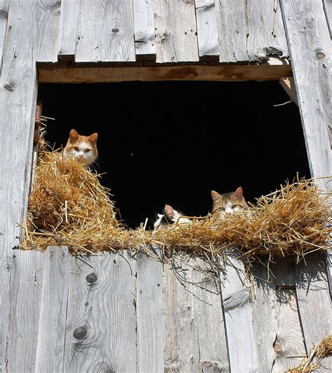 ♥ Barn Kitties Every Farm Needs Em Cats Farm Animals Barn