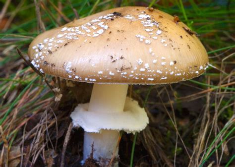 Wild Mushrooms In Washington State All Mushroom Info