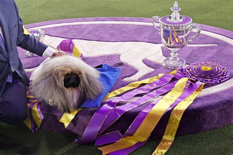 How and Where to Watch the 2022 Westminster Dog Show | PEOPLE.com