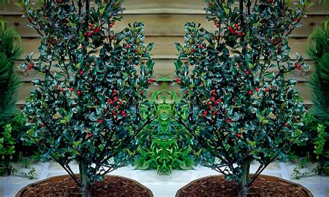 Blue Maid Holly Bushes For Sale The Tree Center™