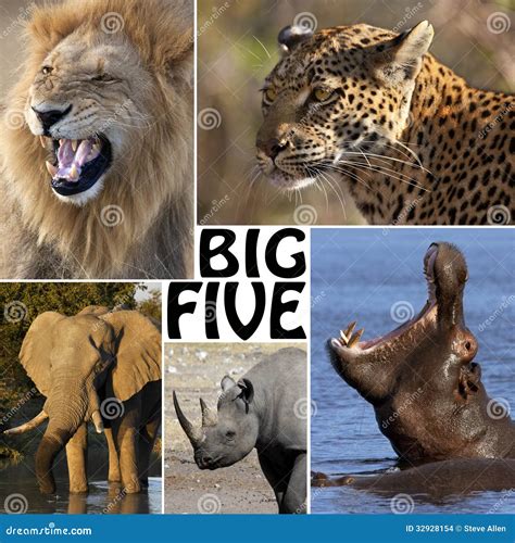 African Safari Big Five Stock Photos Download 15417 Royalty Free Photos
