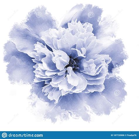 Watercolor Peony Flower Blue Flower Isolated On A White Background