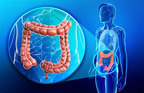 Colon Large Intestine Facts Function And Diseases Live Science