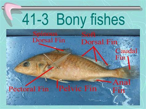 Ppt 41 3 Bony Fishes Powerpoint Presentation Free Download Id6546618