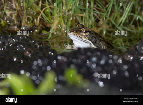 Common Frog Rana Temporaria Male Waiting For More Females Spawn