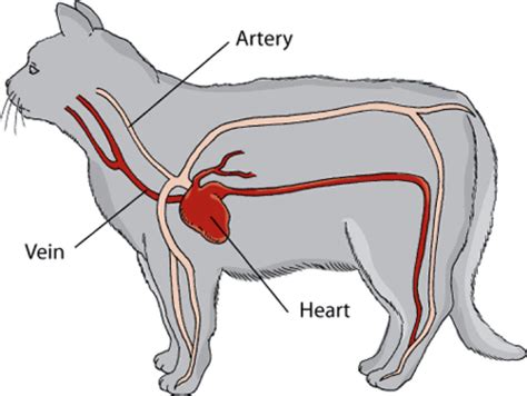 The most common cat diagram material is ceramic. Cat's Cardiovascular system — Everything About Cats!